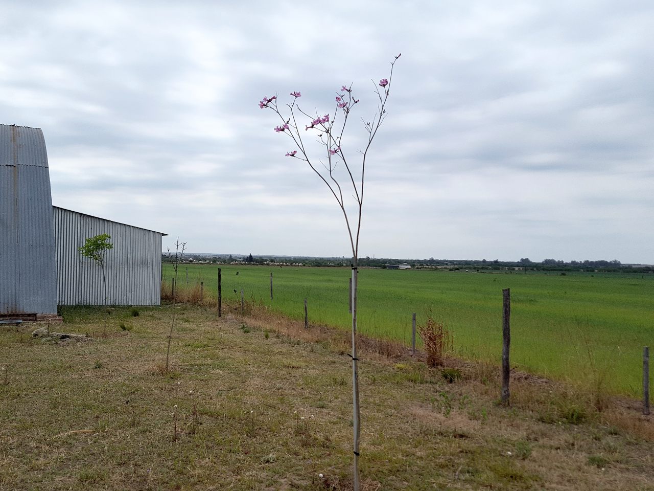 Lapachos en flor en primavera
