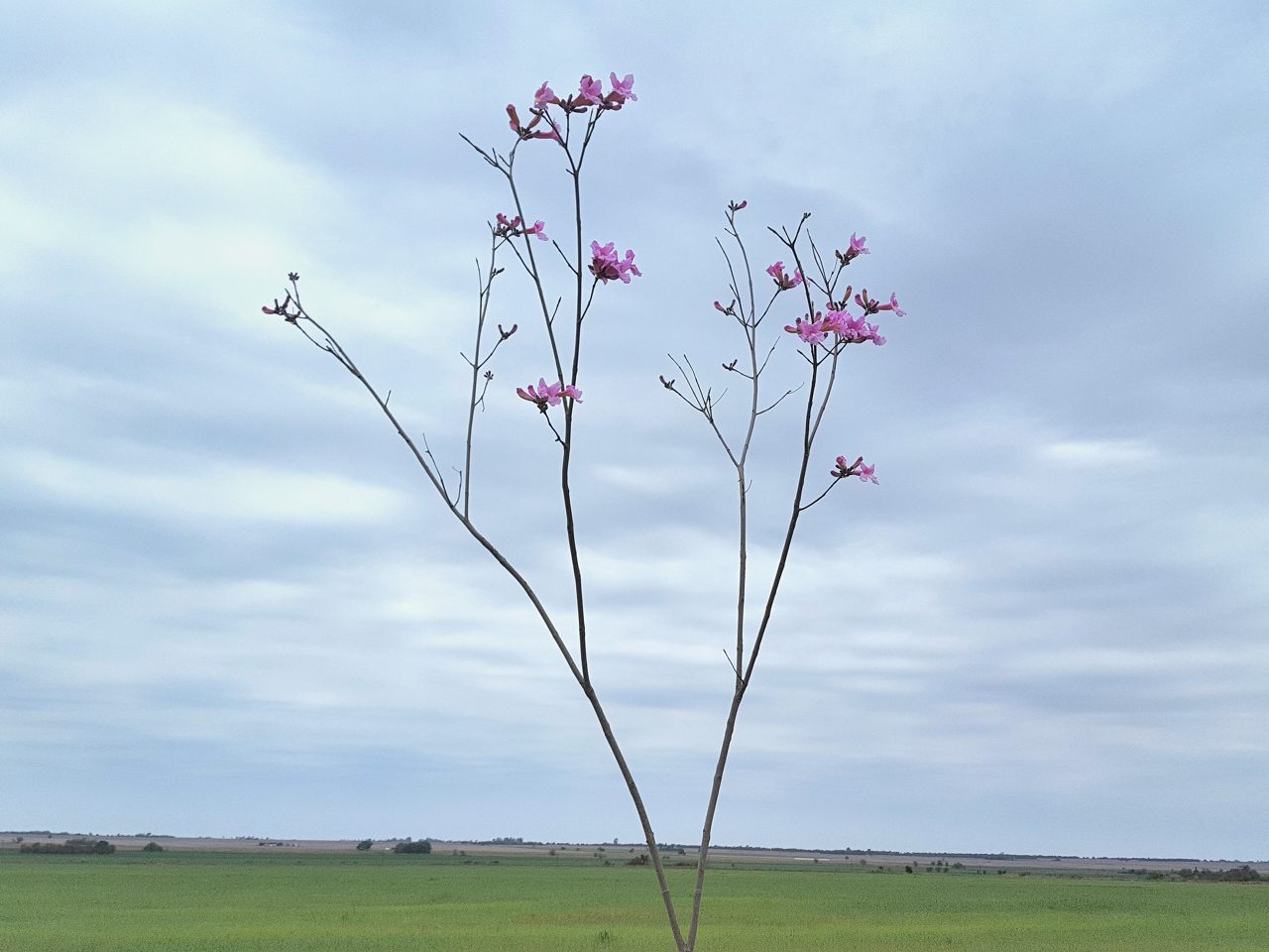 Lapachos en flor en primavera