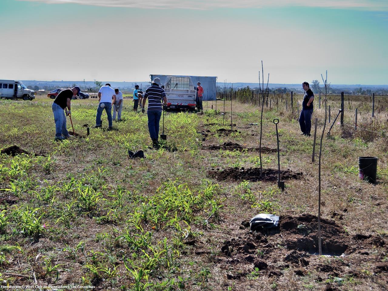 Forestación del club con nuevas especies de árboles