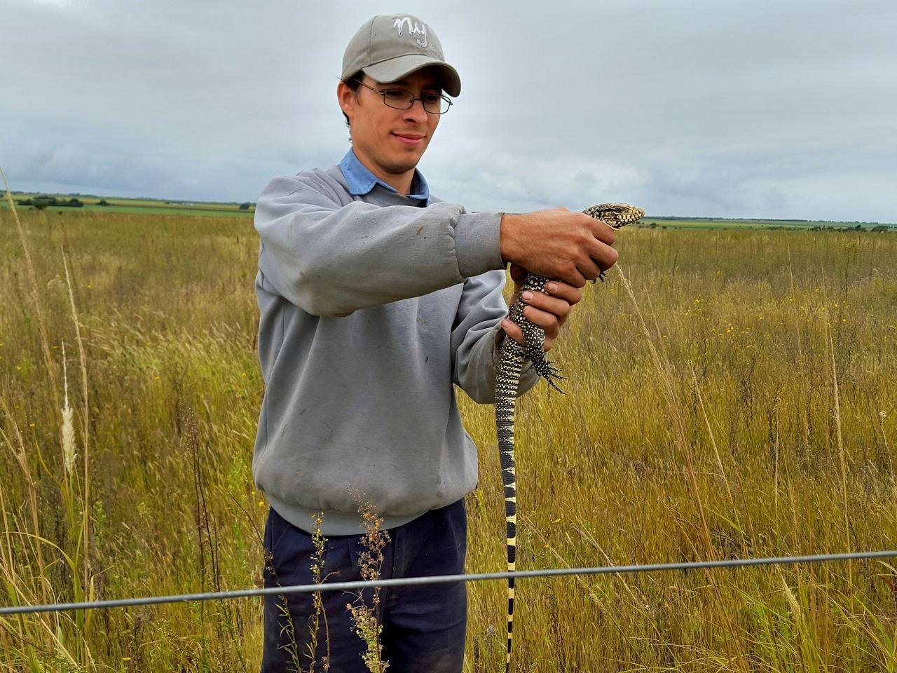 Lagarto overo rescatado y trasladado a zona segura