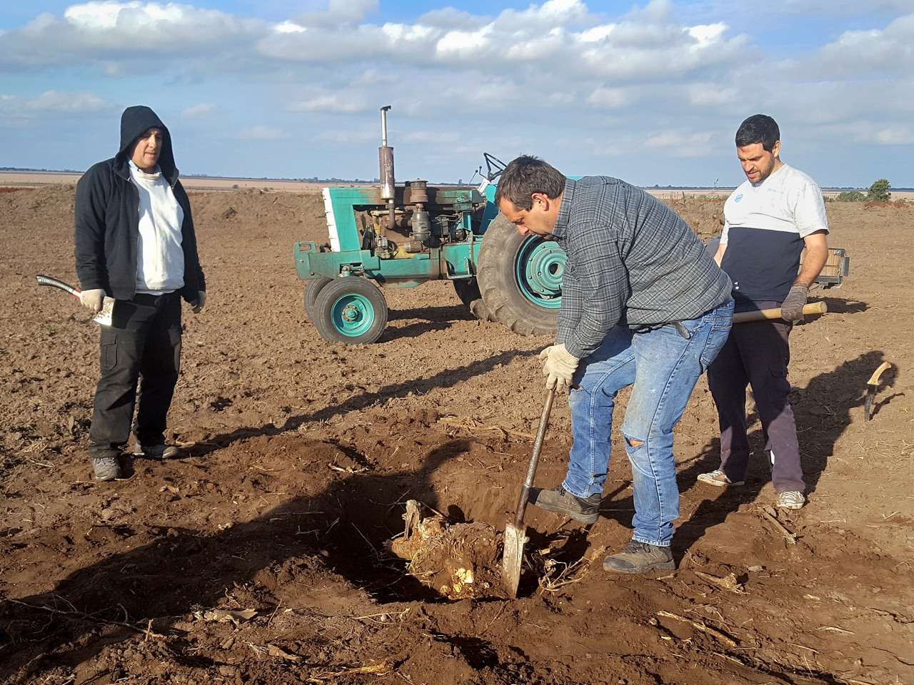 Extracción de raíces en el sector sur de la pista