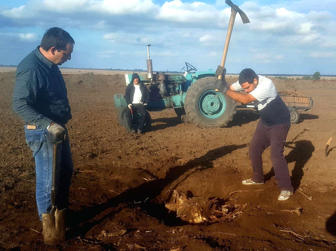 Extracción de raíces en el sector sur de la pista