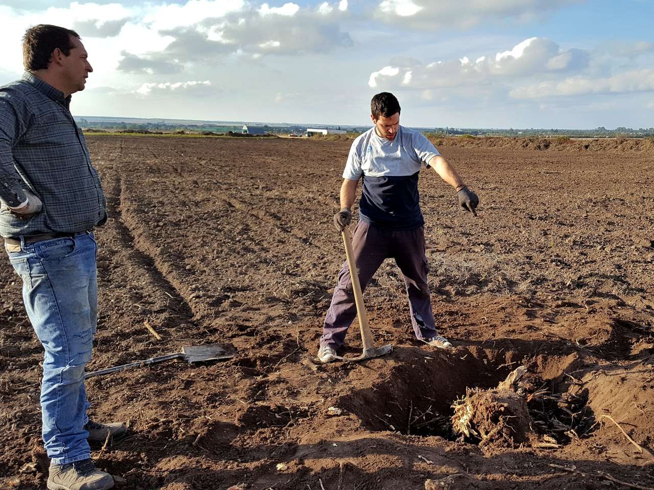 Extracción de raíces en el sector sur de la pista